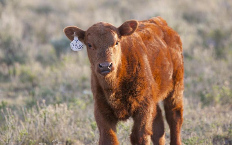 a young, red-colored calf at pasture