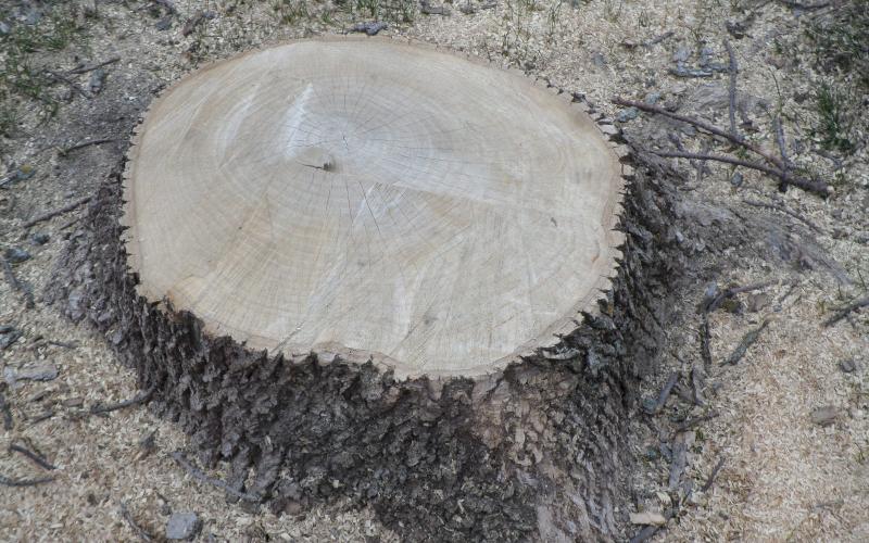 a tree stump awaiting removal