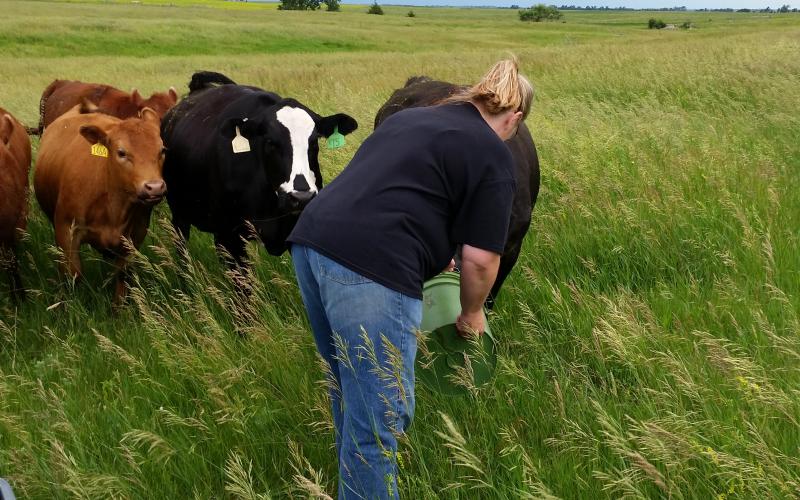 woman with feed bucket feedint pair of heifers
