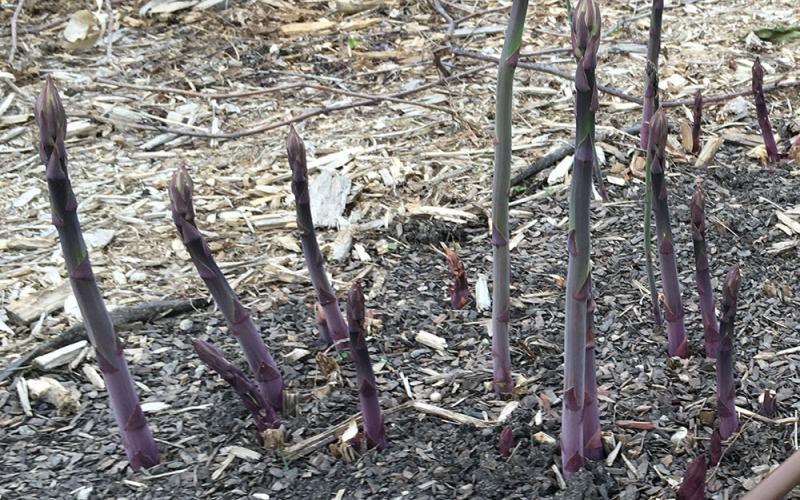several deep purple to green asparagus spears emerging from garden soil