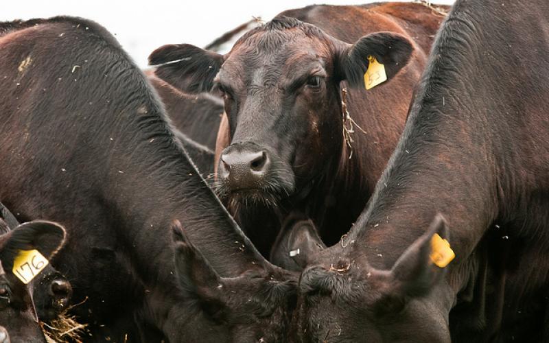 small group of cattle eating forage