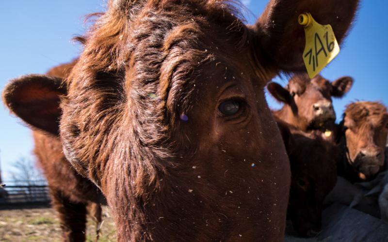 red cattle feeding at a small bunk