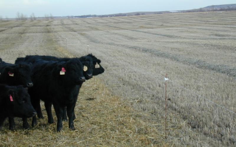 small group of cattle swath grazing pasture
