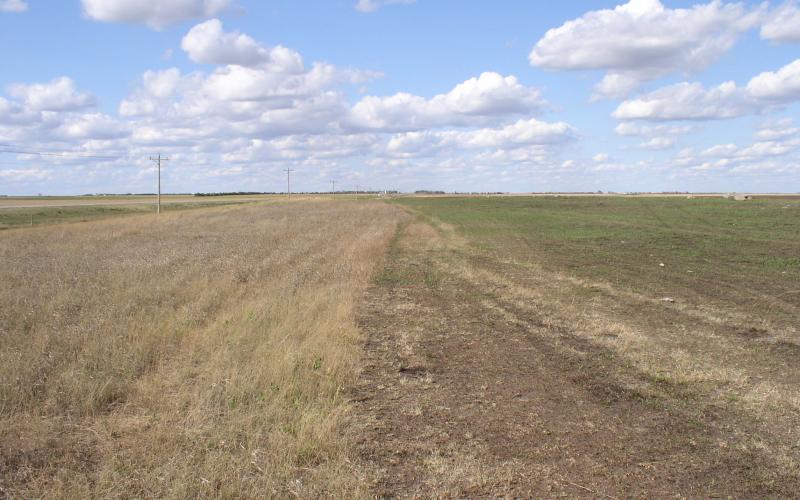 grassland recovering from wildfire. grass on the right side is greening up.