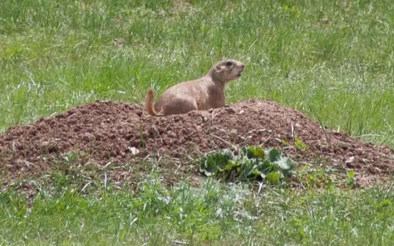 a black tailed prairie dog resting on a mount