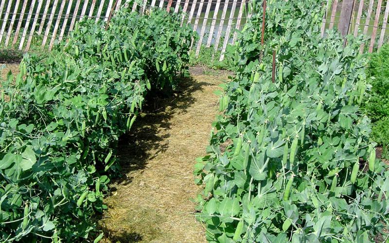 rows of garden peas with mulch in between and a small, wooden windbreak in the background