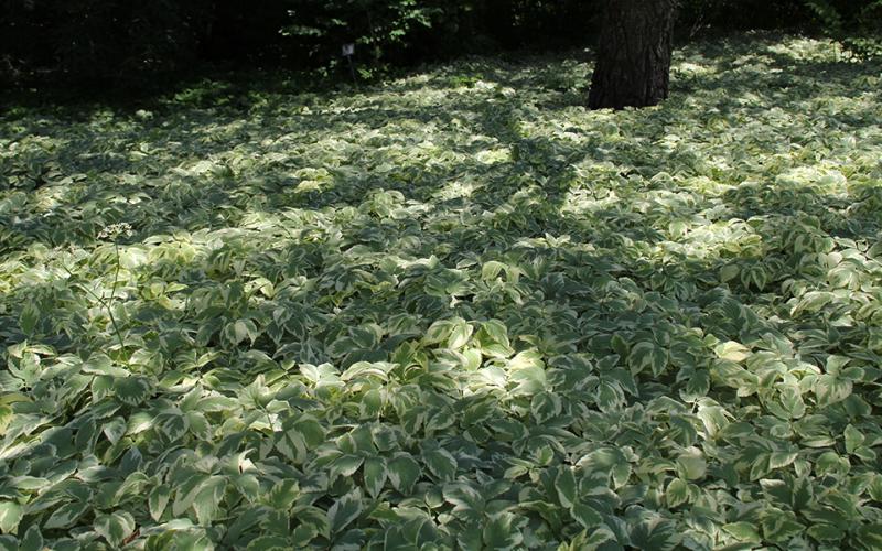 sprawling leafy ground cover in a shady garden