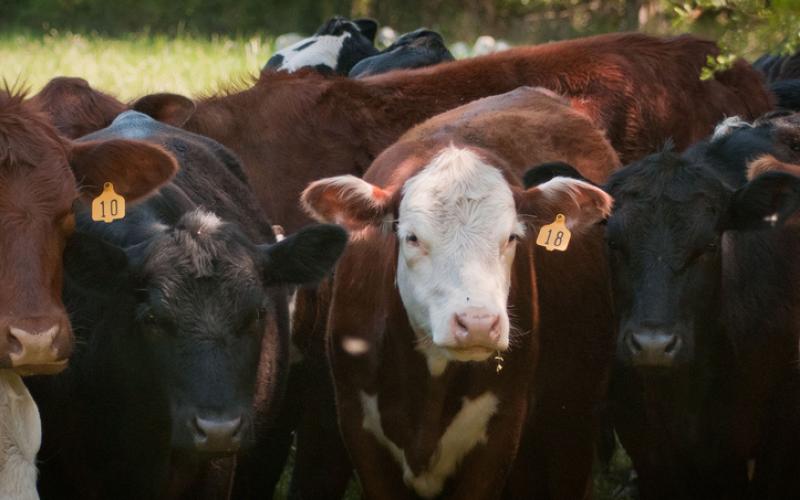 mixed group of cattle at pasture