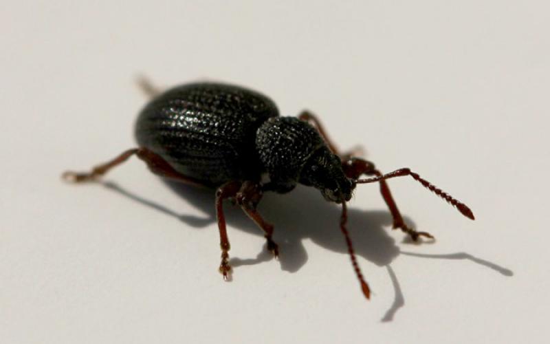a black weevil with red to brown legs and antennae