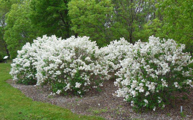 group of four lilac bushes with white flowers