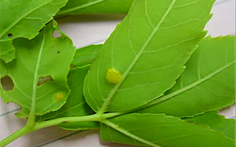 ash leaves with orange to yellow gall-like spots