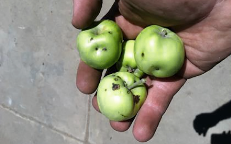 hand holding three green apples with a dimpled, lumpy appearance