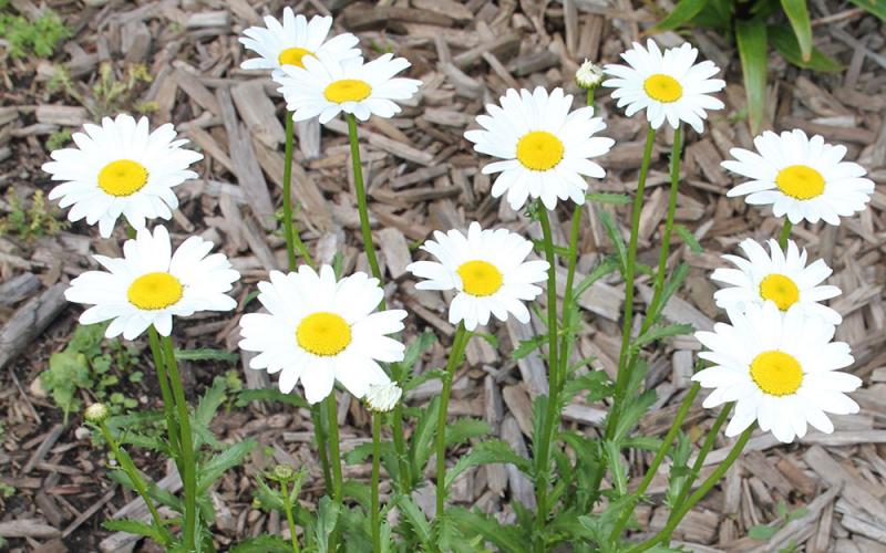 a patch of green, weedy flowers with white petals and a yellow center