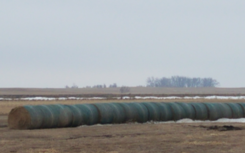 hay bales lined up in a spring field