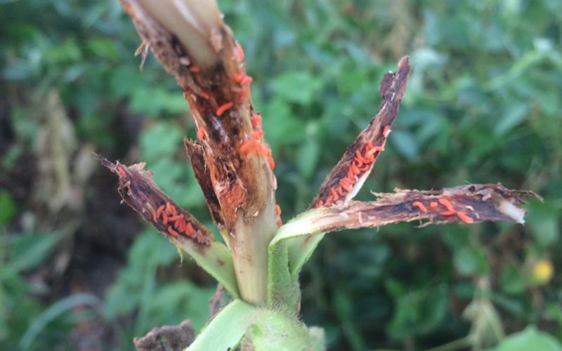 Green soybean plant with epidermis peeled back revealing numerous orange larvae