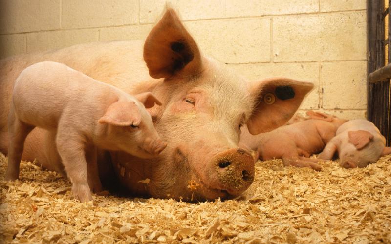 A sow and her piglets rest in dry and clean pen. Courtesy: USDA