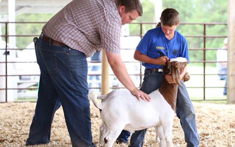 a father and son inspecting a show goat in a competition.
