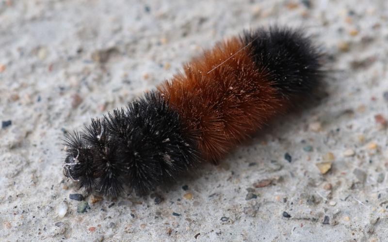 Black hairy caterpillar with a dark brown band in the middle of its body. The caterpillar is crawling on grey cement with visible pebbles present in the substrate.