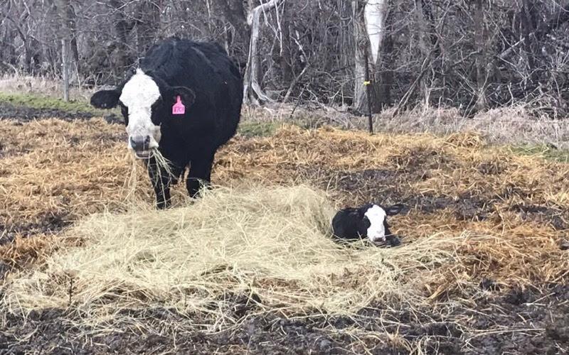 Black cow and calf out on muddy pasture with hay and straw bedding. Photo by Sara Bauder.