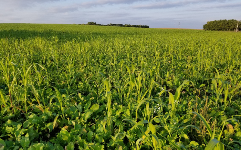 Picture shows a dense and diverse cover crop mix grown after cereal grain. The cover crop is very green with many brassica and grass plants growing. The top third of the picture is the sky with some gray clouds.