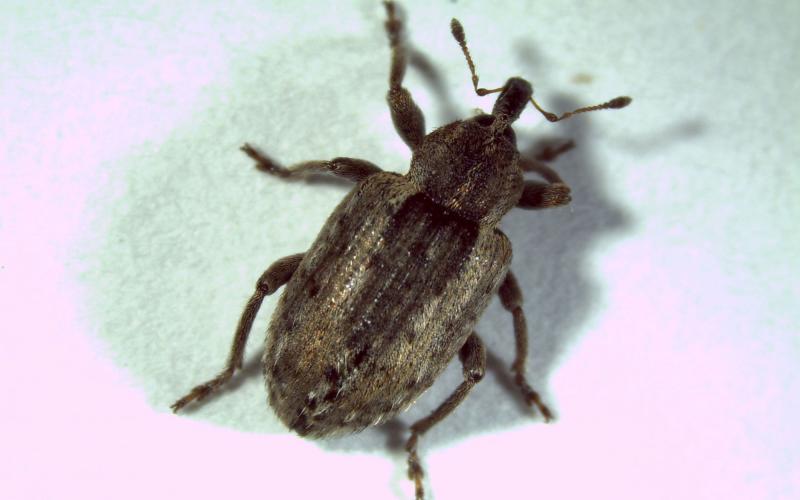 Brown beetle with long snout.