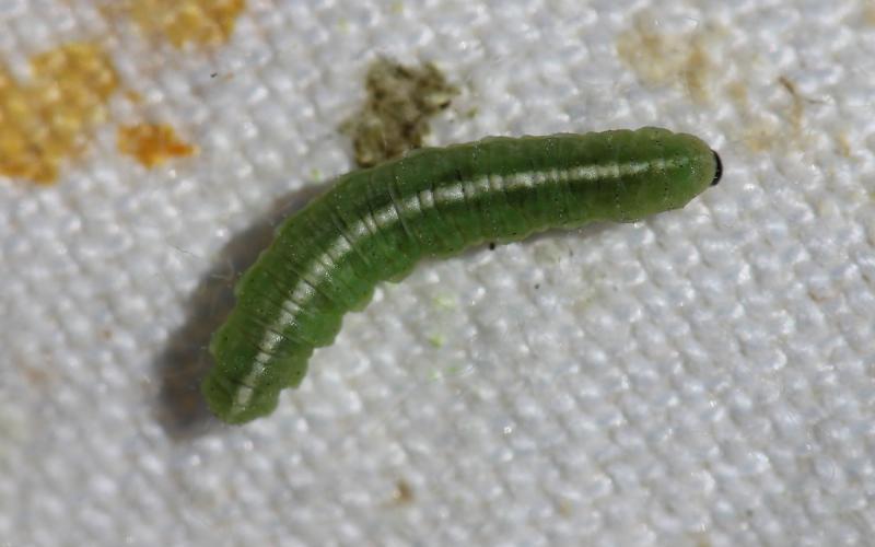 Green beetle larvae with white stripe and brown head.