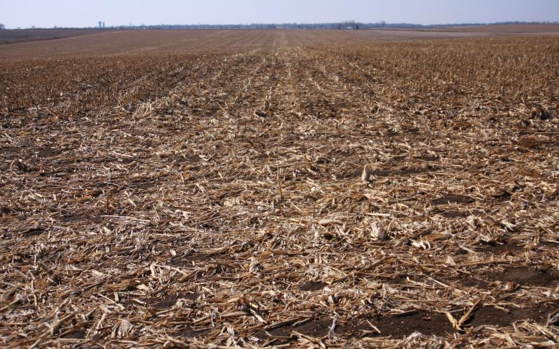 a no-till cornfield awaiting spring planting.