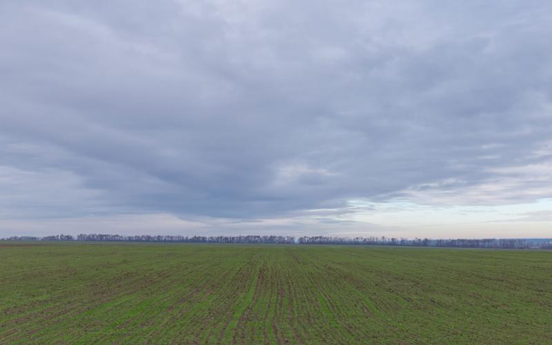 a winter wheat field greening up in early spring