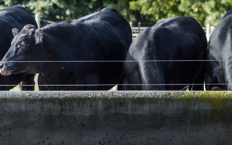 row of black angus cattle at a feedbunk