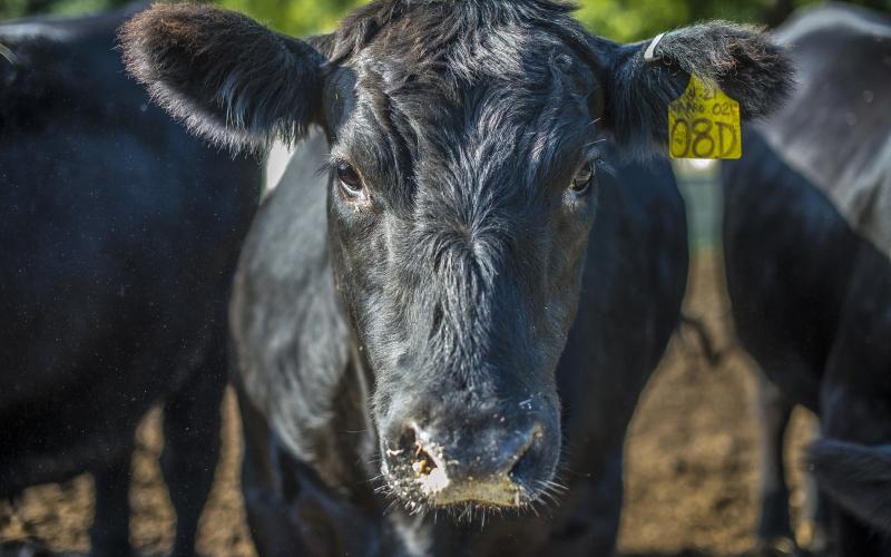 close up of black angus cow face