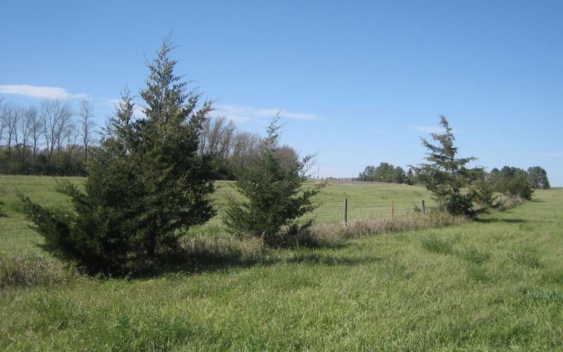 several medium-size cedar trees growing along a fence