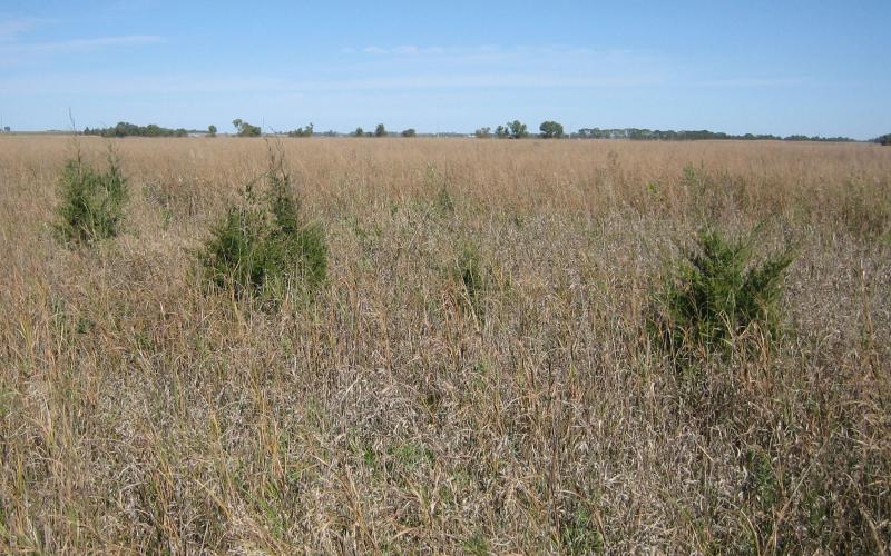 several small eastern red cedar trees growing in rangeland
