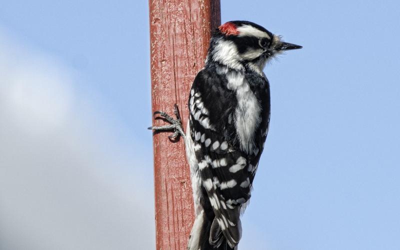 a downy woodpecker resting on a wooden pole