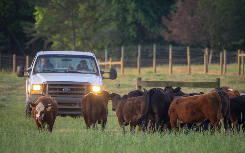 ranchers in pickup truck herding a small group of mixed cattle at pasture