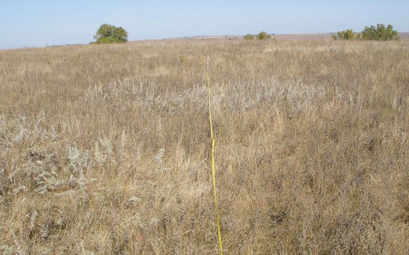 healthy, well-mainted rangeland with ample ground cover