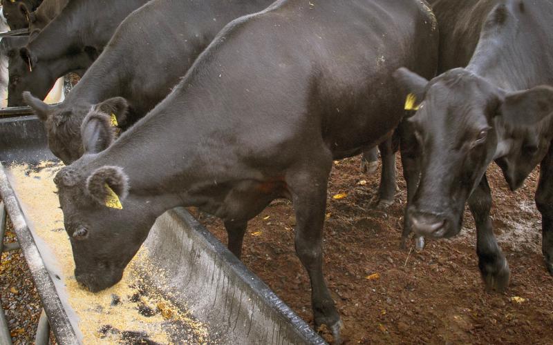 small group of black heifers at feed trough