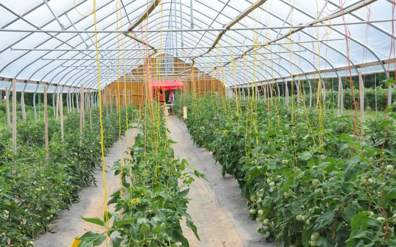 Tomatoes growing in a high tunnel. Courtesy: USDA