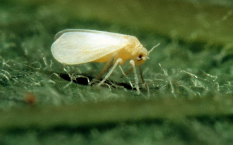 white fly sitting on a green plant leaf