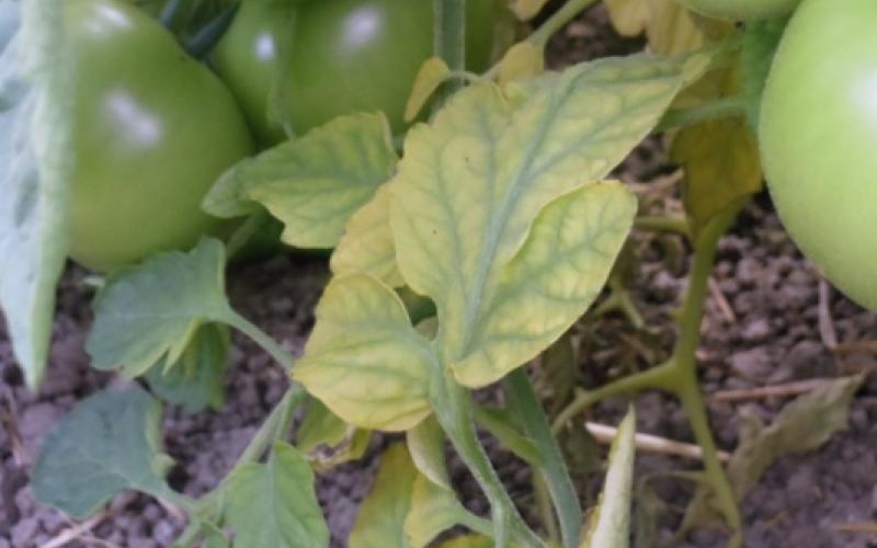 tomato plant with yellowing leaves