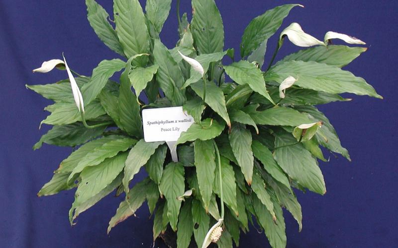 peace lily plant with green leaves and delicate white flowers
