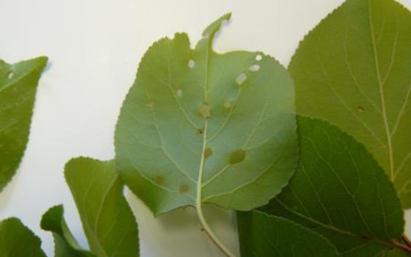 apricto leaves with several small holes throughout