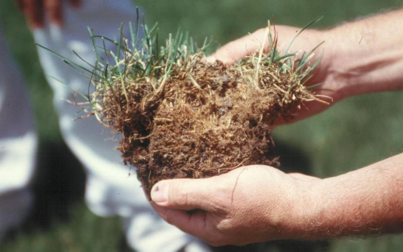 hands holding a sample of turf with thick thatch.