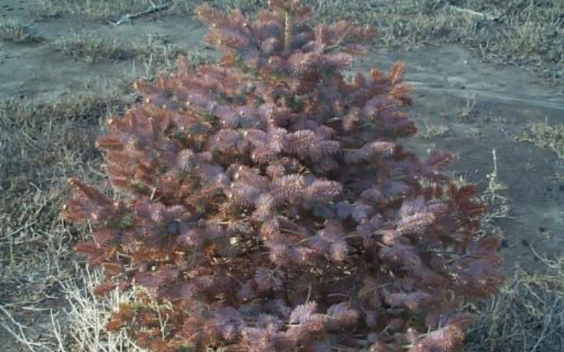 spruce tree seedling with weeds beneath it