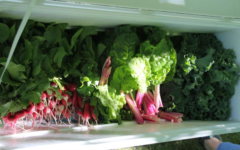 bunches of fresh garden greens ready to eat
