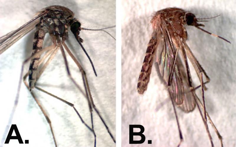 Two mosquitoe samples side-by-side. The one on the left is labeled "A". The right one is labeled "B".
