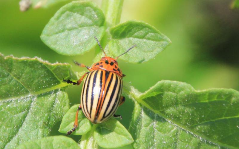 A yellow-orange insect with 10 narrow stripes running down the length of its body.