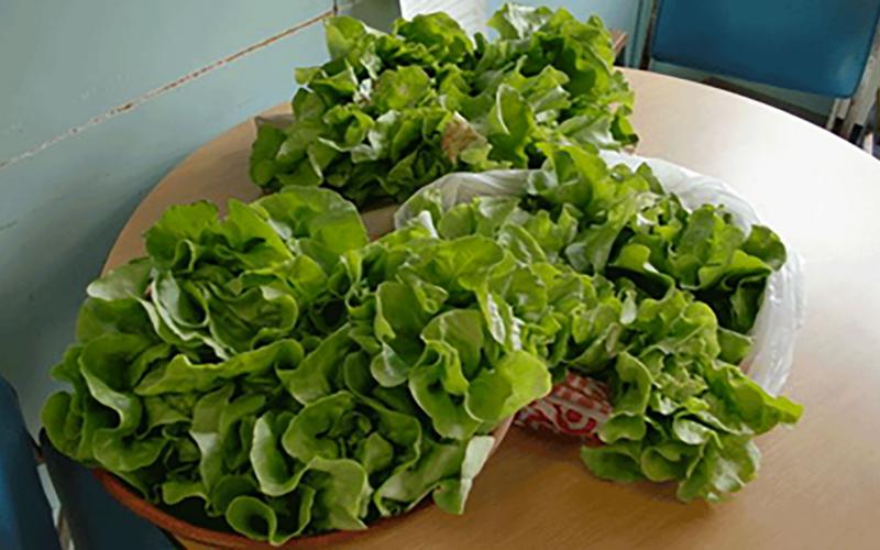 freshly harvested leafy greens