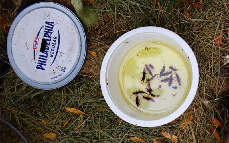 plastic container with lid removed. several earwigs are floating in the oil inside.