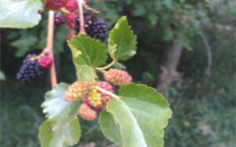 fruiting mulberry tree branch