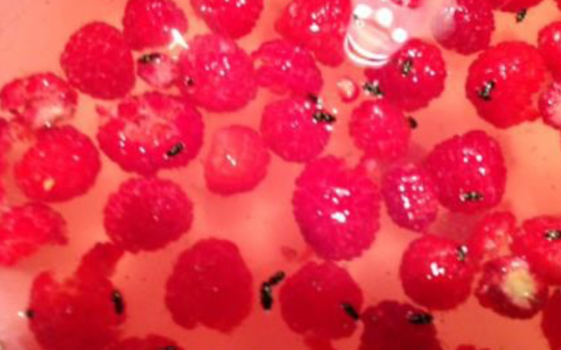 cluster of bright red raspberries with small black beetles burrowed inside some berries.